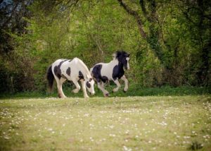 Horses, therapy, good for people with anxiety